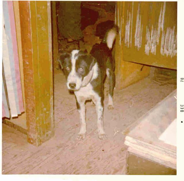 Ryan and O'Neill 1971 (10)