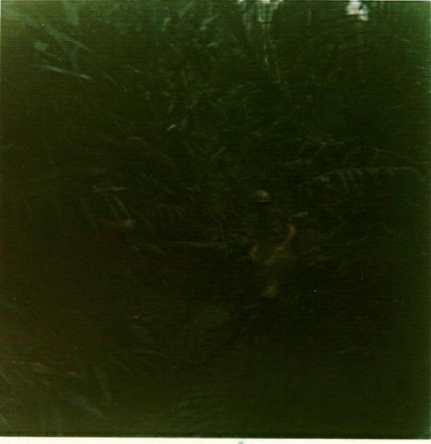 1DH0167 jungle