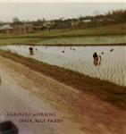 1DH0405 rice