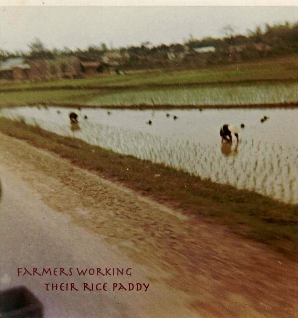 1DH0405 rice