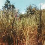 not sure who this is