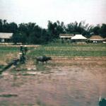 waterbuffalo being worked