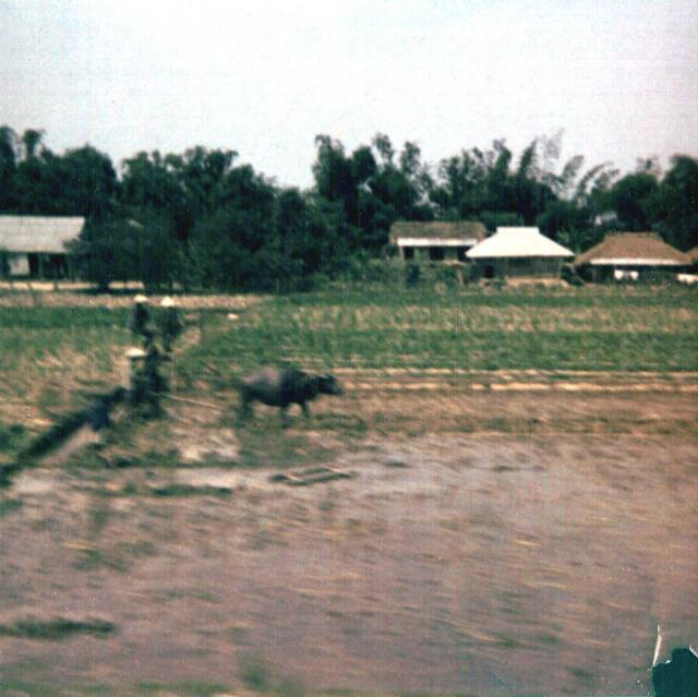 waterbuffalo being worked