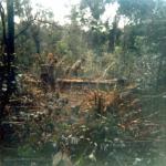scan0017