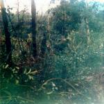 scan0018